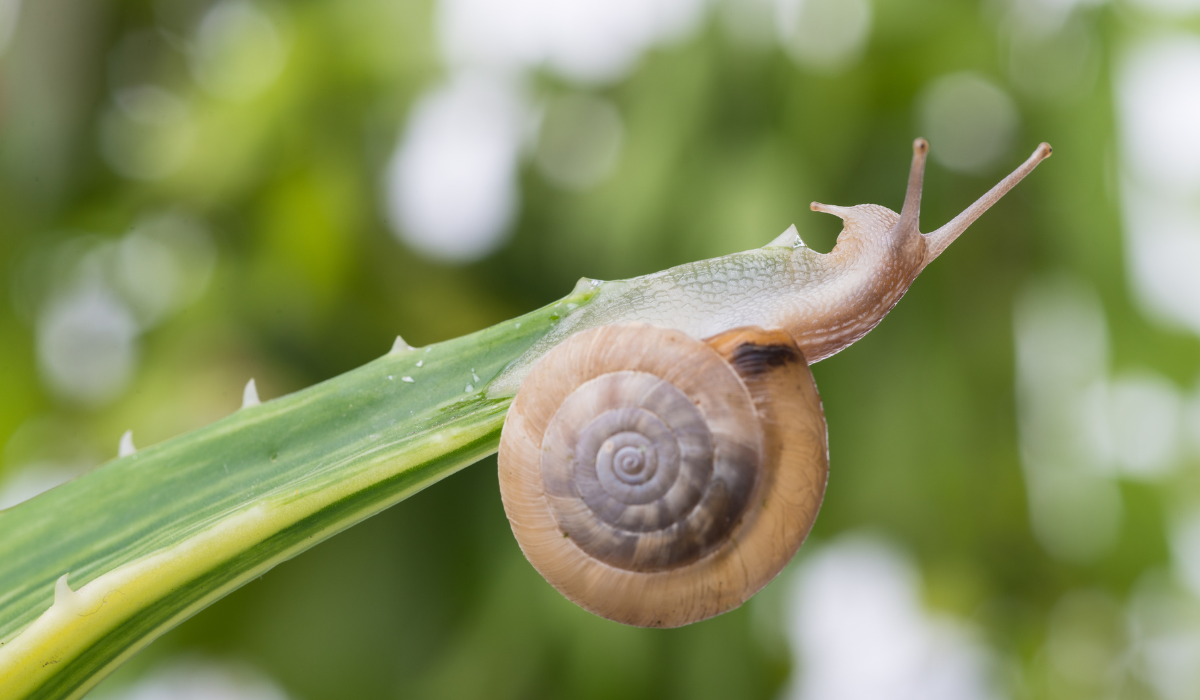 La baba de caracol y sus beneficios para la piel